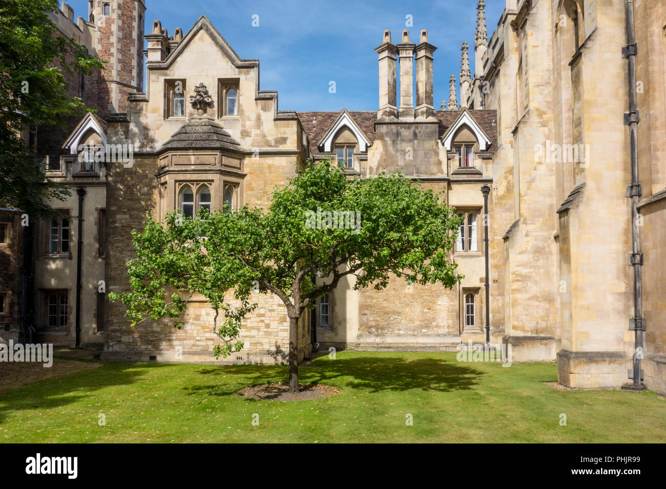 Nachkomme von Newton's Apple Tree, Trinity College, Cambridge, Großbritannien Stockfoto