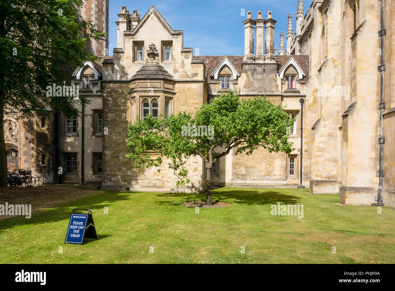 Nachkomme von Newton's Apple Tree, Trinity College, Cambridge, Großbritannien Stockfoto