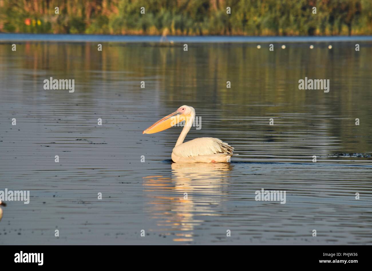 Weiße Pelikan im Donaudelta Stockfoto