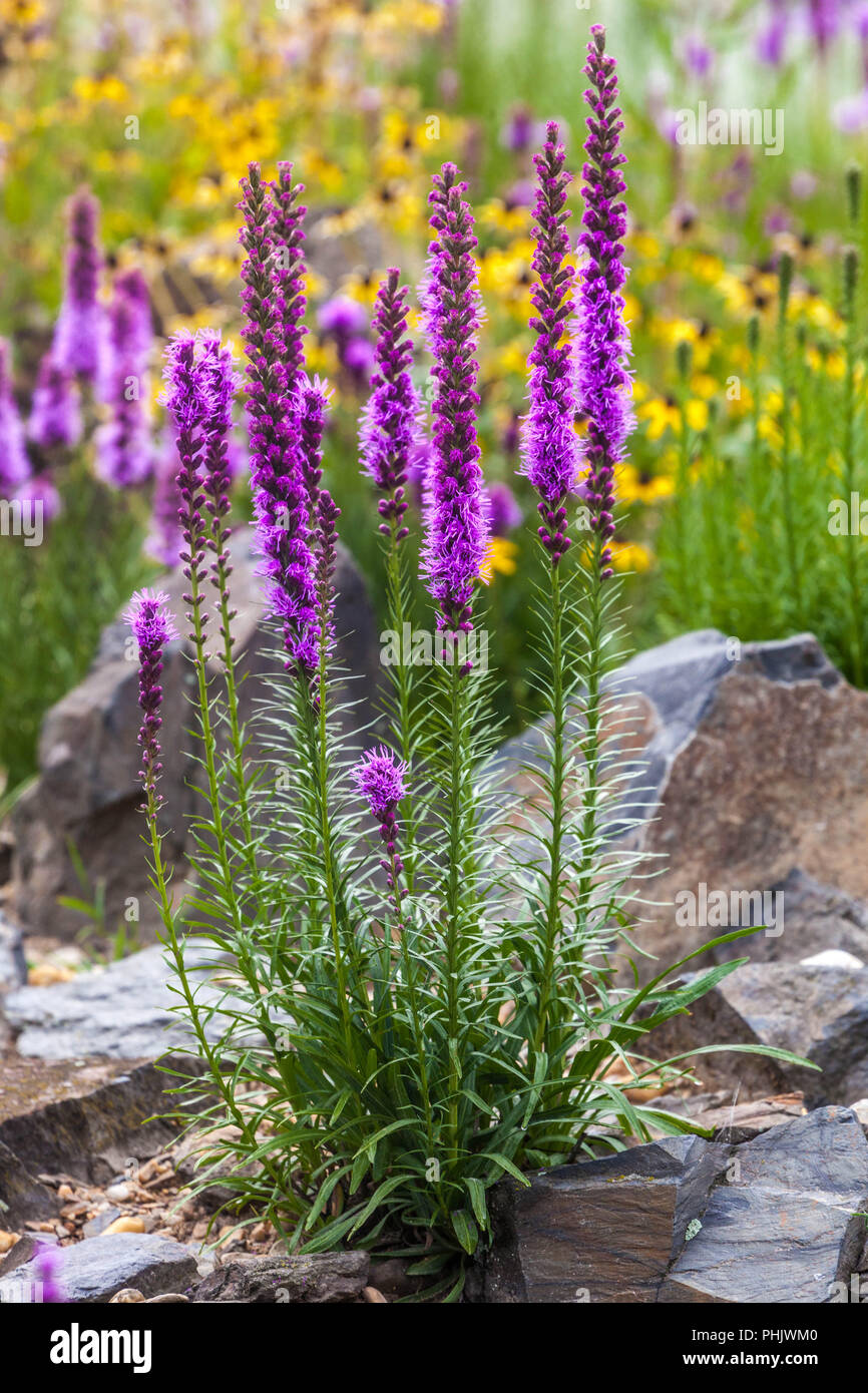 Liatris spicata, dichter, strahlender Stern, Prärie, schwule Feder in Felsengarten, Stein Stockfoto