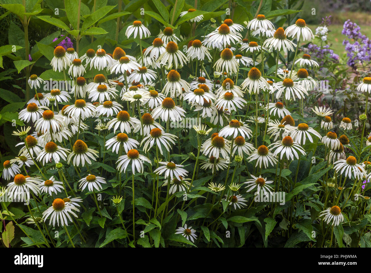 Sonnenhut, Echinacea purpurea 'Alba' Stockfoto