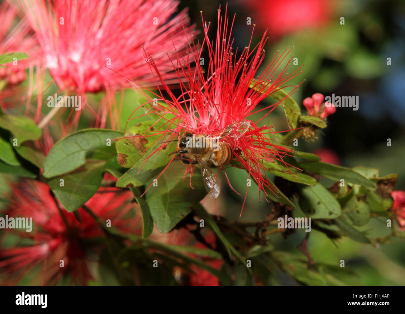 Biene auf Blüte Stockfoto