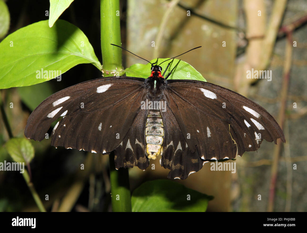 Schmetterling auf Blatt Stockfoto