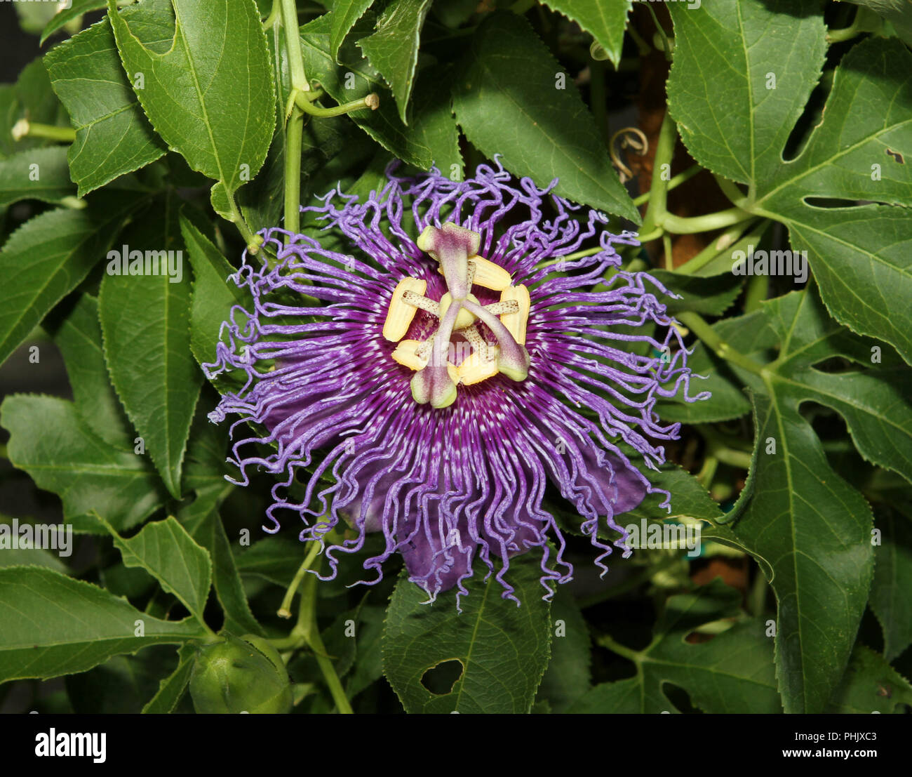 Blume - Passiflora - Inspiration Stockfoto