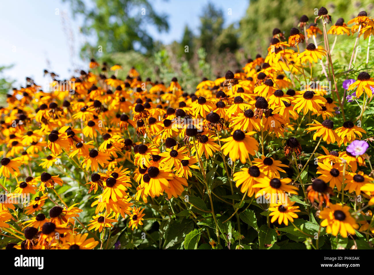 Golden gloriosa Daisy Blumen auf grünem Hintergrund Stockfoto