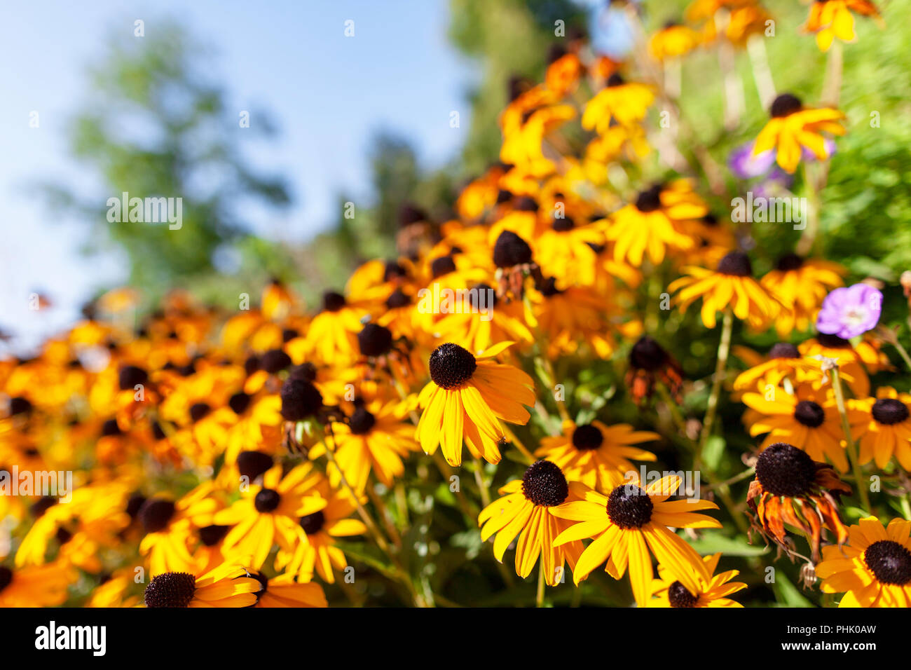 Golden gloriosa Daisy Blumen auf grünem Hintergrund Stockfoto