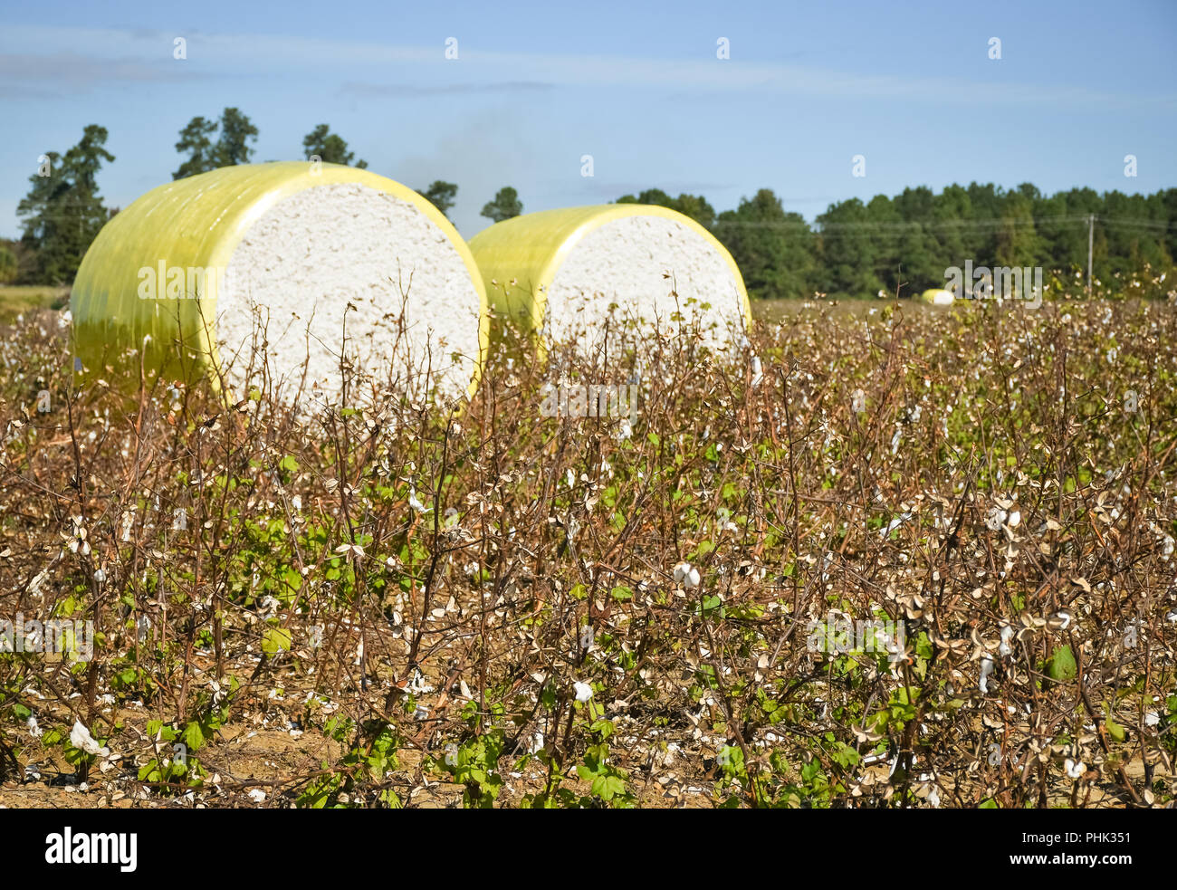 Close-up Rundballen von geerntete Baumwolle gelb Kunststoff verpackt. Landwirtschaft Hintergrund Stockfoto