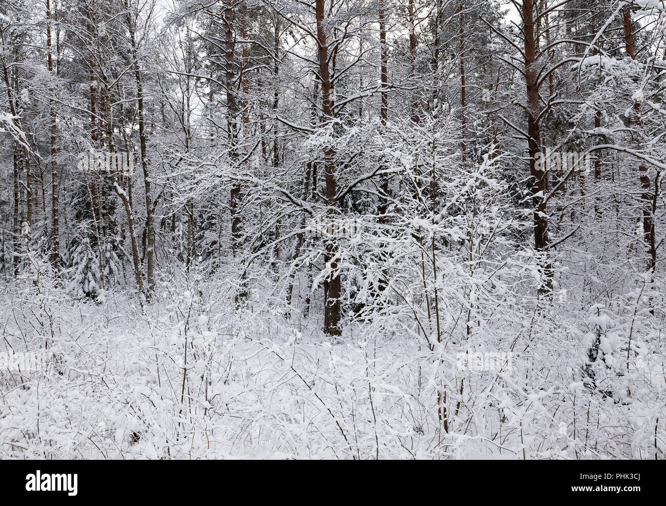 Bäume im Winter, close-up im frostigen Wetter fotografiert. Stockfoto