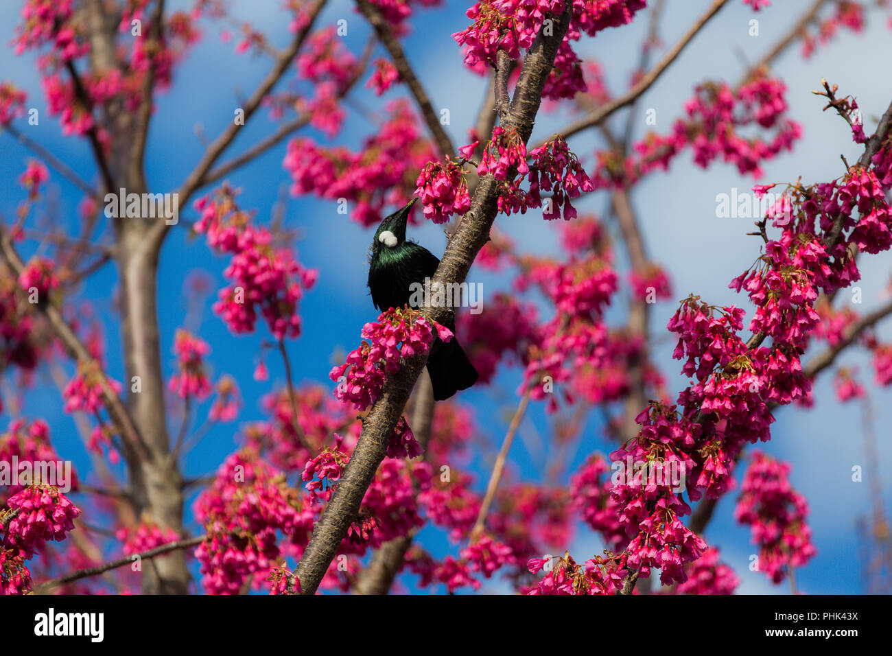 Neuseeland Tui-Nektar und Honig Schrägförderer Stockfoto