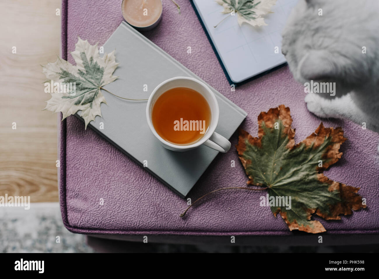 Tasse Tee mit einem Buch in den Innenraum mit Herbst Blatt-, Notebook- und Cat, hygge Konzept Stockfoto