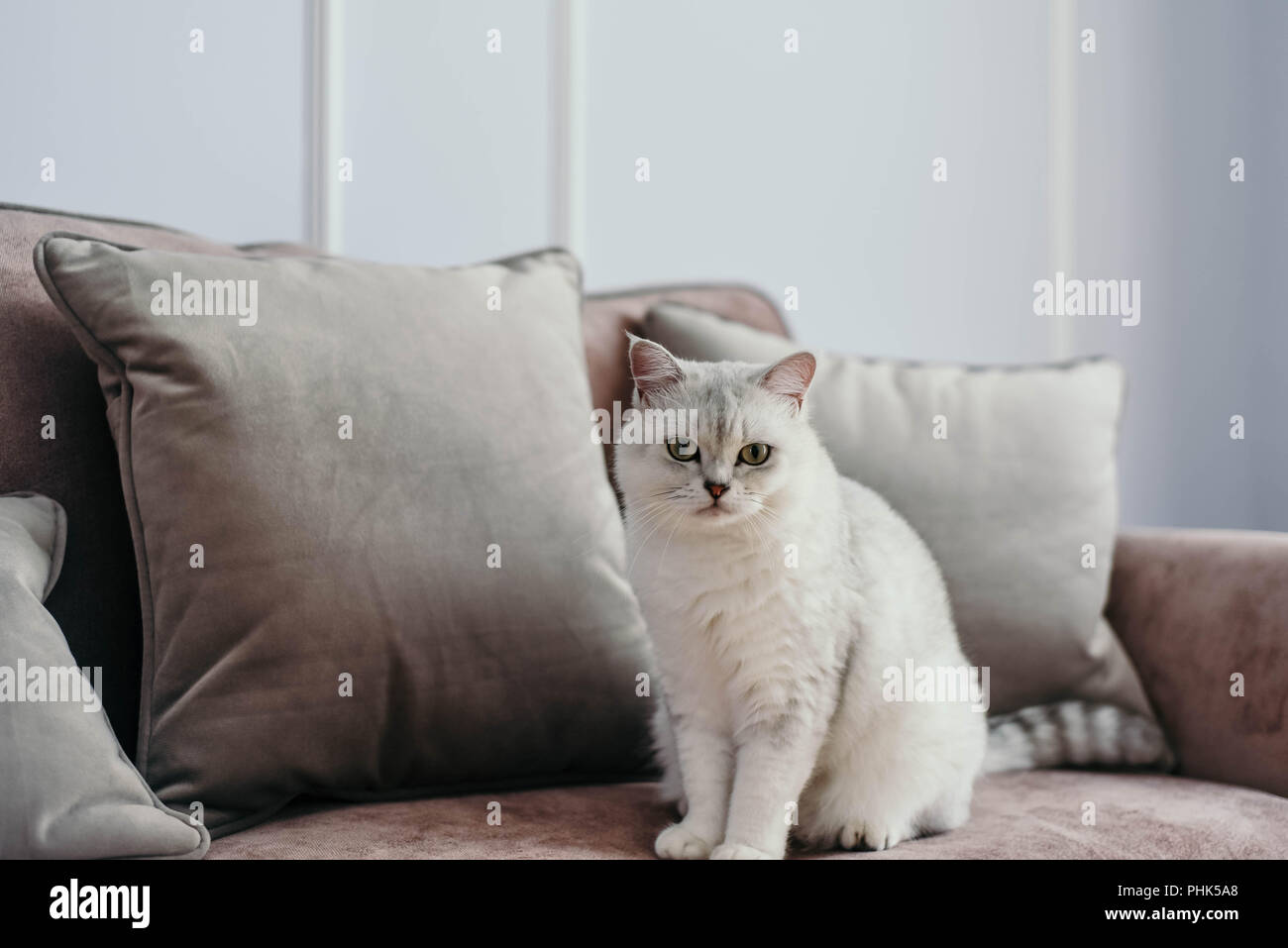 Schöne weiße graue Katze auf der cauch im klassischen französischen Wohnkultur in der Nähe der Fenster. Herbst Wochenende gemütlich und hygge Konzept Stockfoto