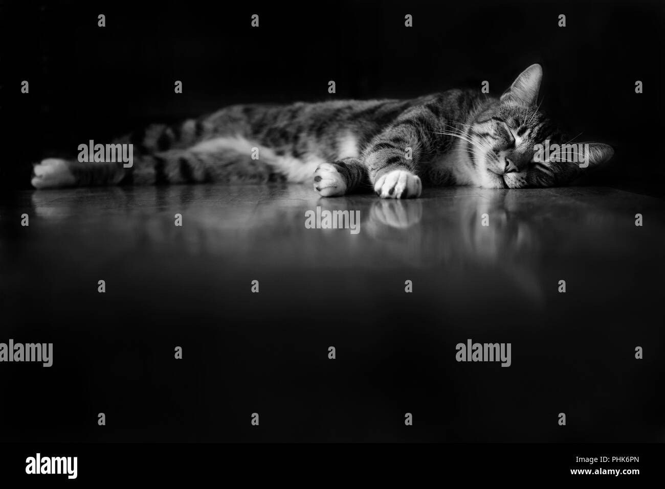 Schön schlafen Tabby Katze auf dem Boden lag und seine Reflexion, mit einem schwarzen Hintergrund und Vordergrund, in Schwarz und Weiß Stockfoto