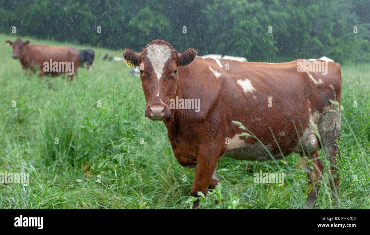 Eine Kuh steht im Regen in ein Feld an einem Bauernhof in Kellogg, Minnesota. Stockfoto