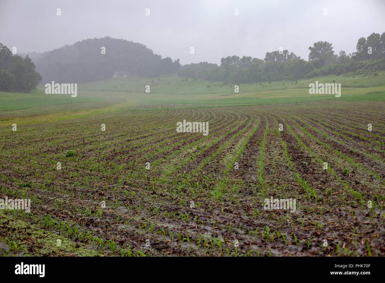 Auch bei starkem Regen, Wasser nicht Pool auf dieser Landwirt keine - im Südosten von Minnesota bis Maisfeld. Stockfoto