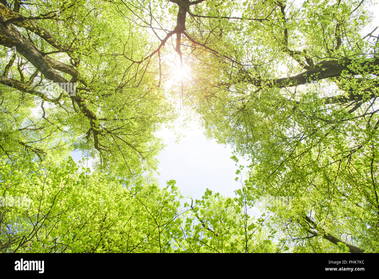 Blick auf Himmel mit Sonnenstrahlen durch die Baumkronen der Linden Stockfoto