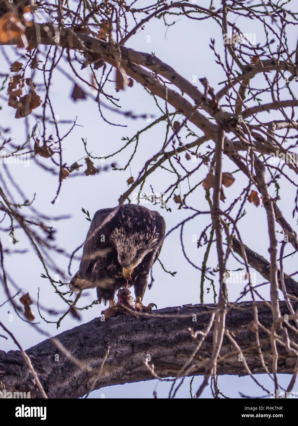 Junger Weißkopfseeadler speisen in einem Baum, Herbst, Rocky Mountain Arsenal Wildlife Refuge, Commerce City, Colorado. Stockfoto