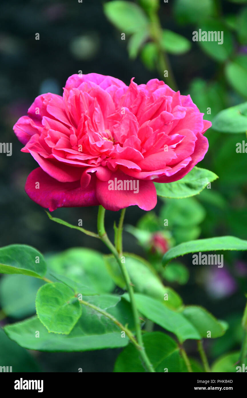 Sophy's Rose ein PURPURROTER - rosa Rosette-förmigen Blume in den Rosengarten in Tatton Park, Knutsford, Cheshire, England, UK gewachsen. Stockfoto