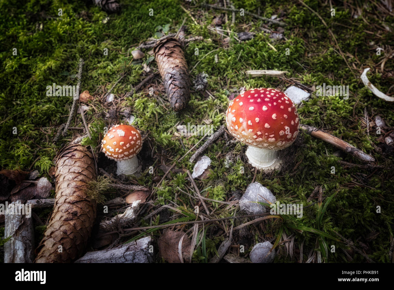 Kleine fly agaric Pilze auf Waldboden Stockfoto