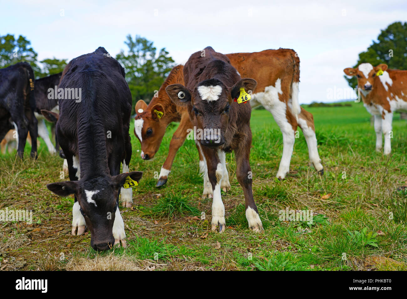 MATAURI, NEUSEELAND - Blick auf junge Kälber, Rinder angehoben für Kalbfleisch auf dem Gras in einer Farm in Neuseeland. Stockfoto