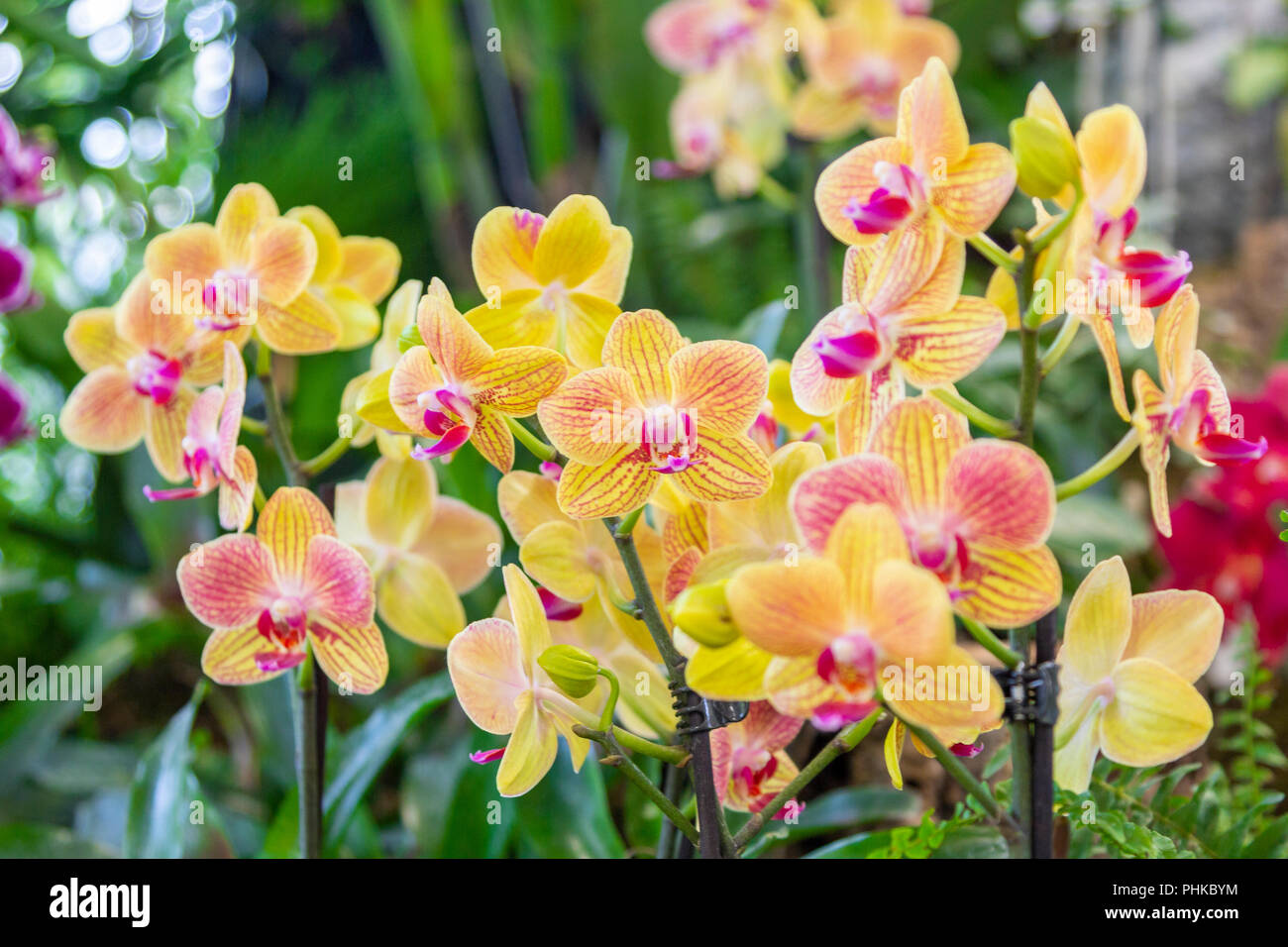 Eine schöne Orchidee in einem Garten Stockfoto