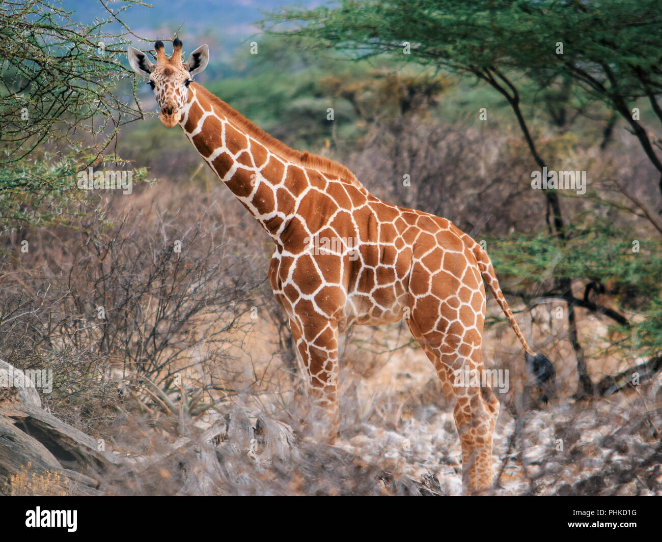 Eine einsame Giraffe in Samburu National Reserve, Kenia Stockfoto