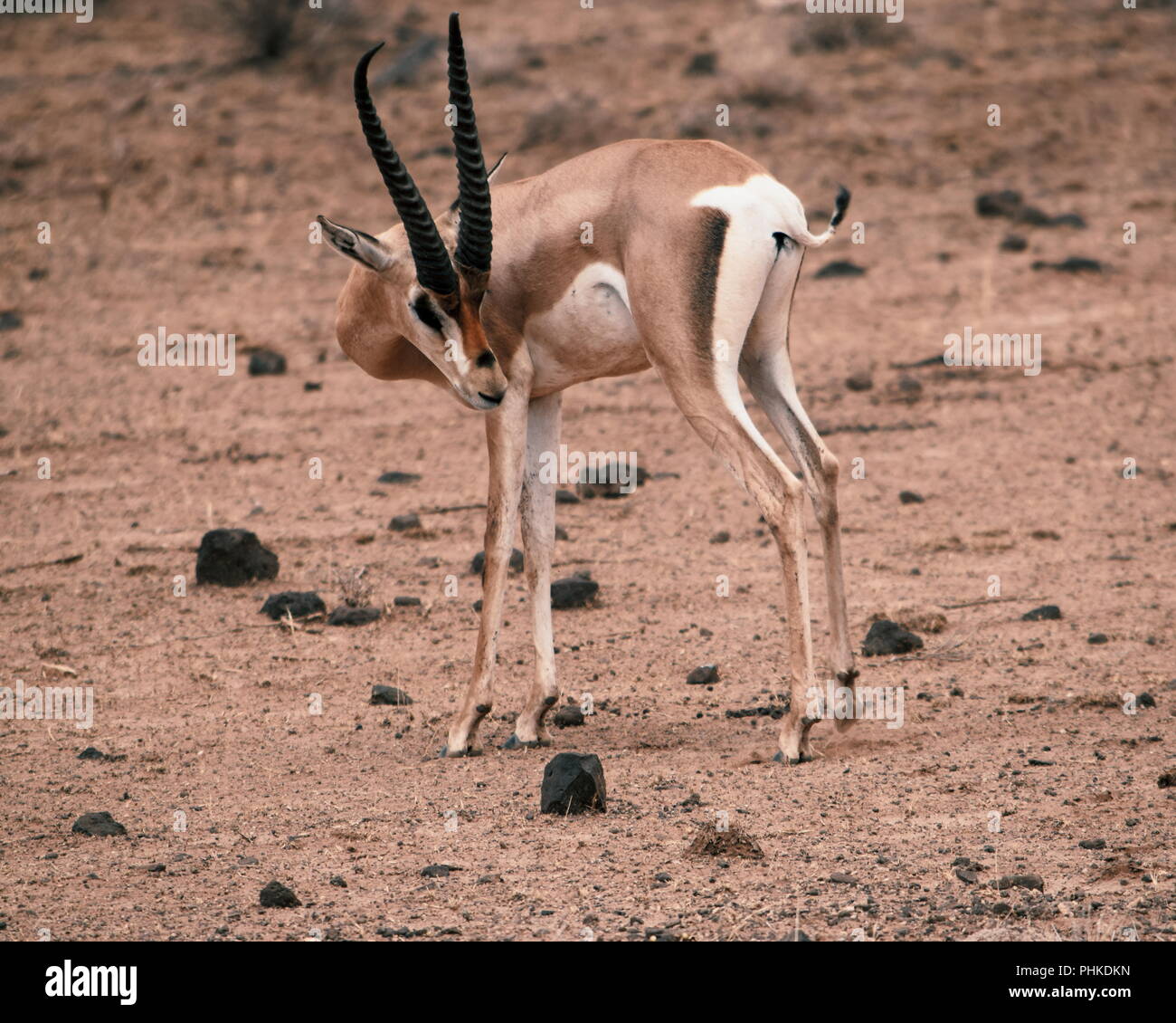 Gerenuk (Waller Gazelle) Samburu National Reserve, Kenia Stockfoto