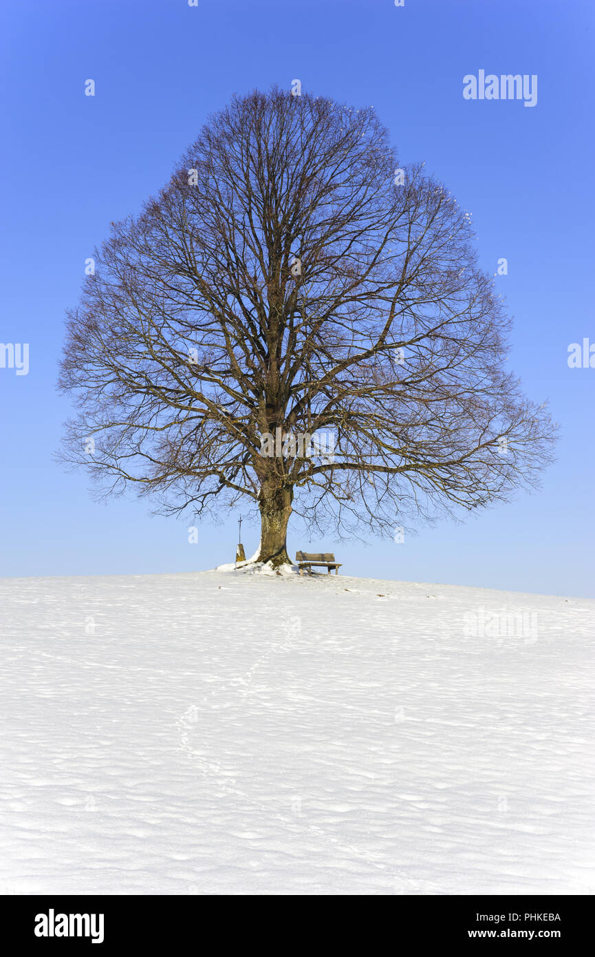 Single big Linde im Feld mit perfekter Baumkrone. Stockfoto