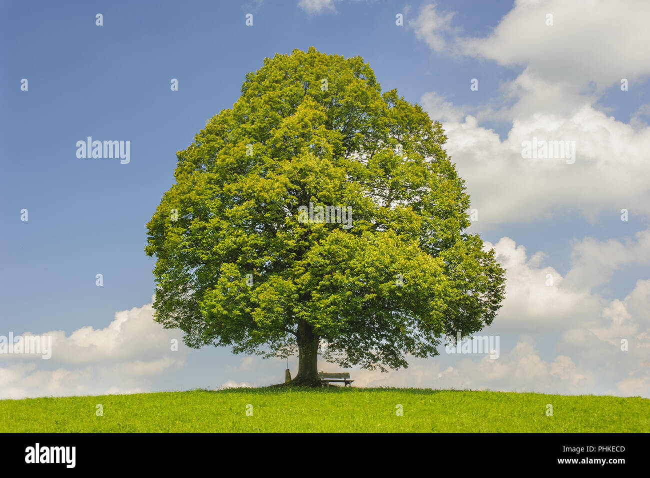 Single big Linde im Feld mit perfekter Baumkrone. Stockfoto