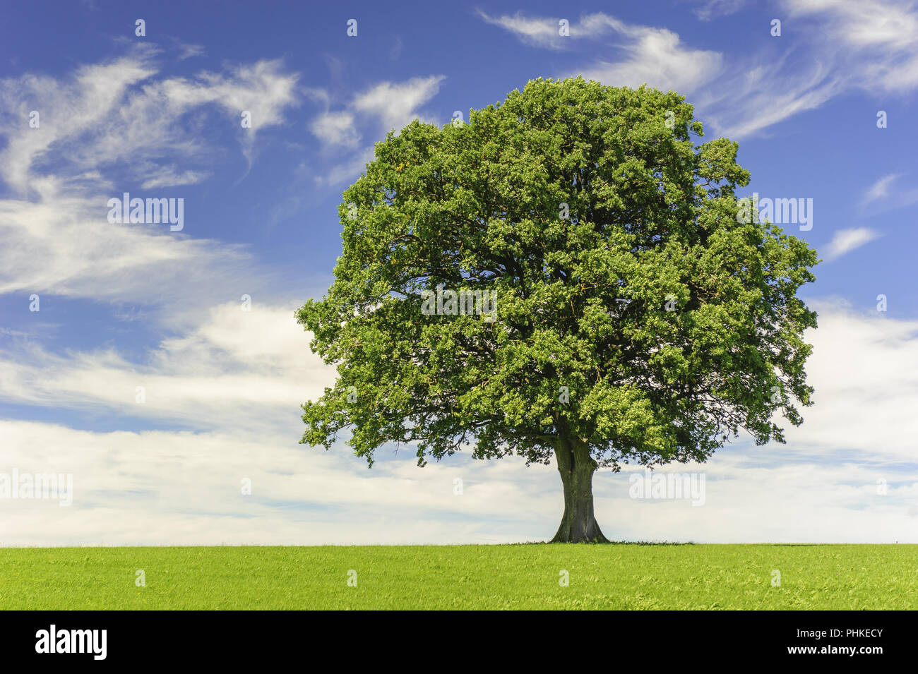 Single Big Oak Tree in Feld mit perfekter Baumkrone. Stockfoto