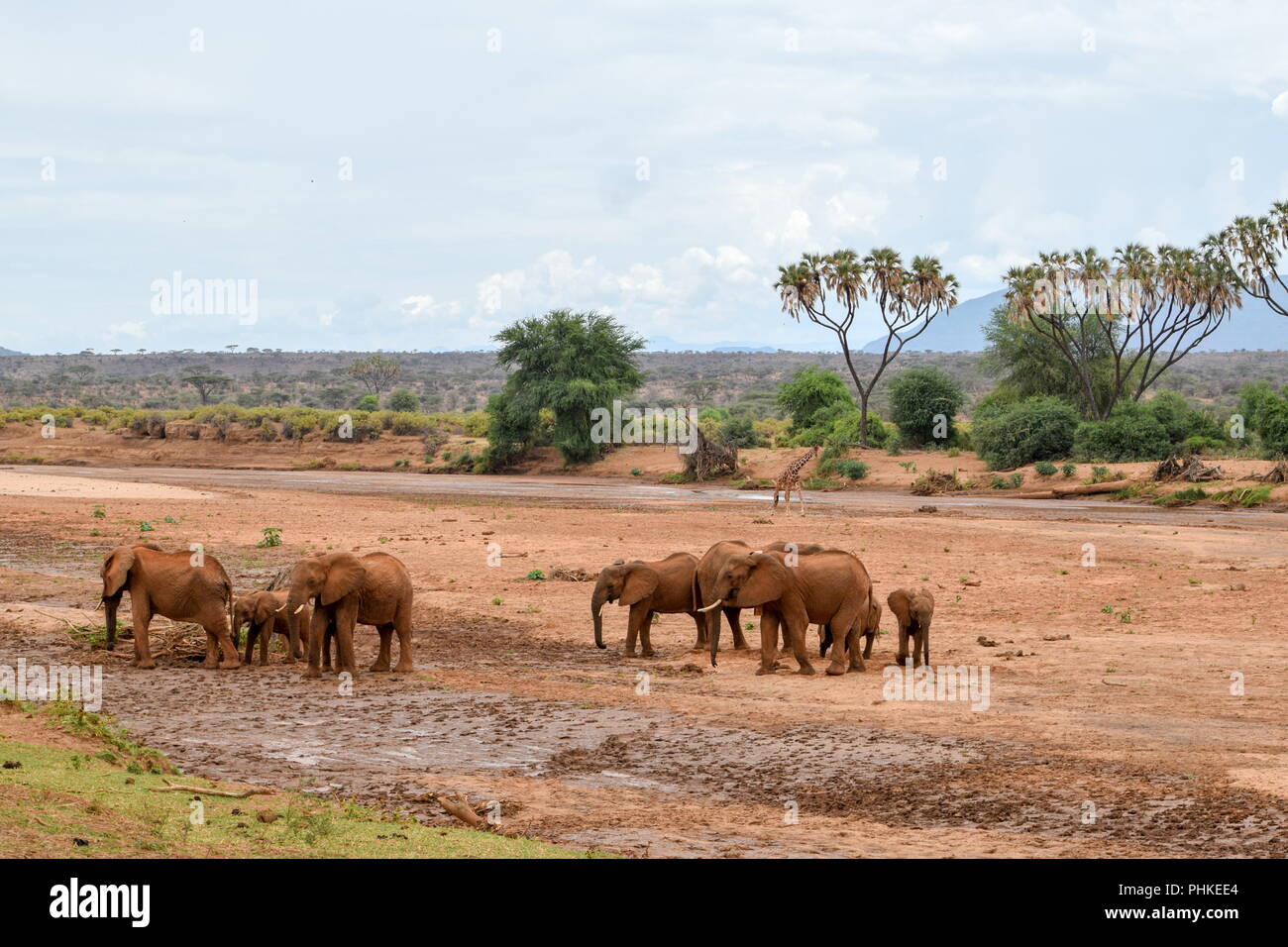 Elefanten bei der Ewaso Nyiro Flusses, Samburu Stockfoto