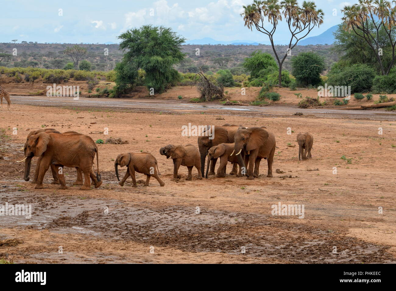 Elefanten bei der Ewaso Nyiro Flusses, Samburu Stockfoto