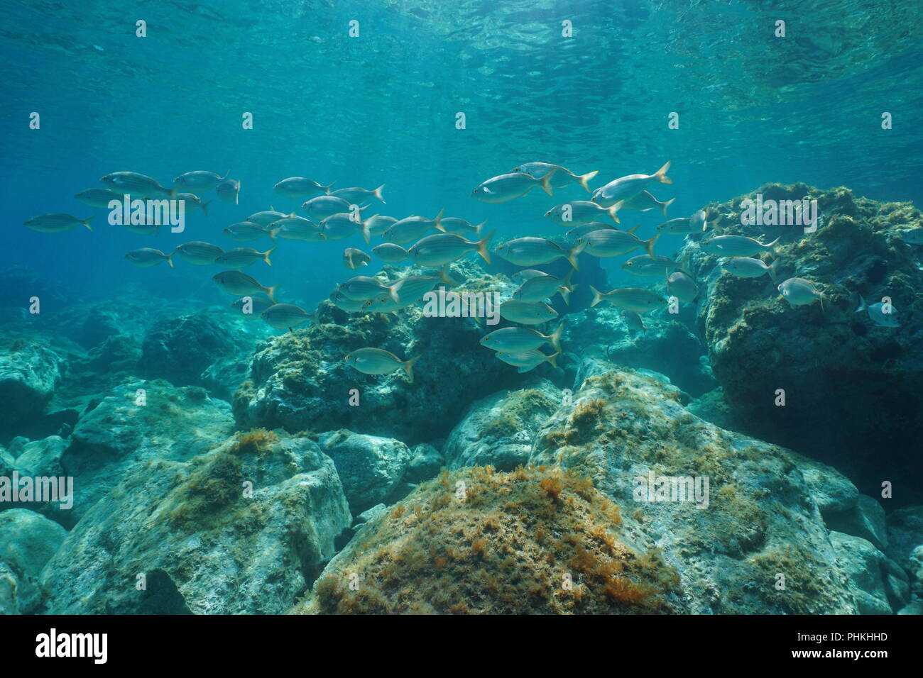 Eine Schule der Fische, dreamfish Sarpa salpa, mit Felsen unter Wasser in das Mittelmeer, Frankreich Stockfoto