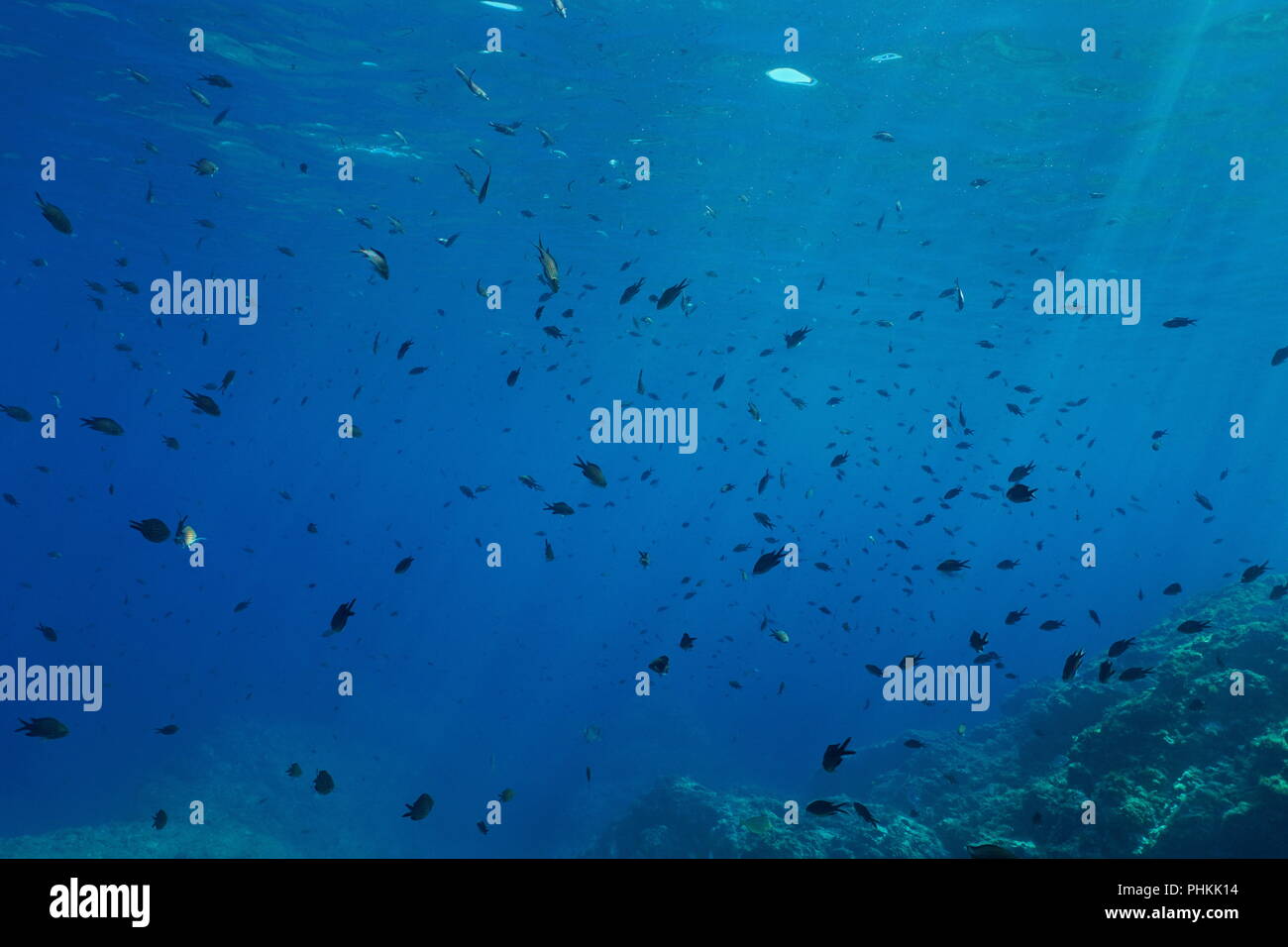 Ein Schwarm von Fischen unter Wasser im Mittelmeer (riffbarsche Chromis chromis), Frankreich Stockfoto