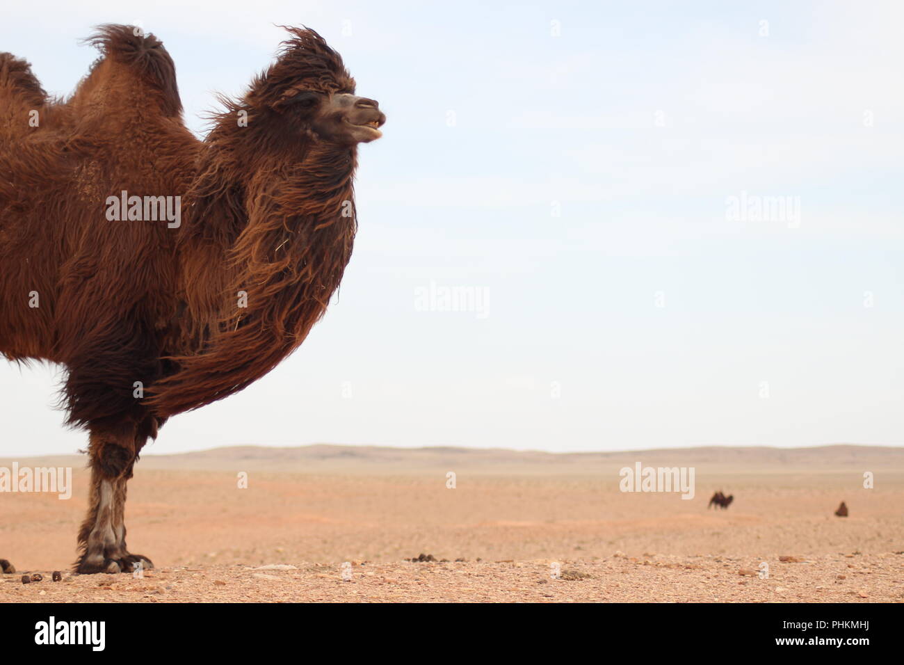 Kamel in der Wüste Gobi - Mongolei Stockfoto