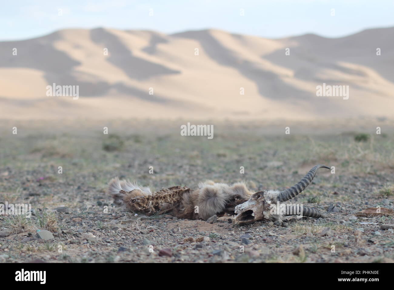 Ziege Karkasse in der Wüste Gobi - Mongolei Stockfoto