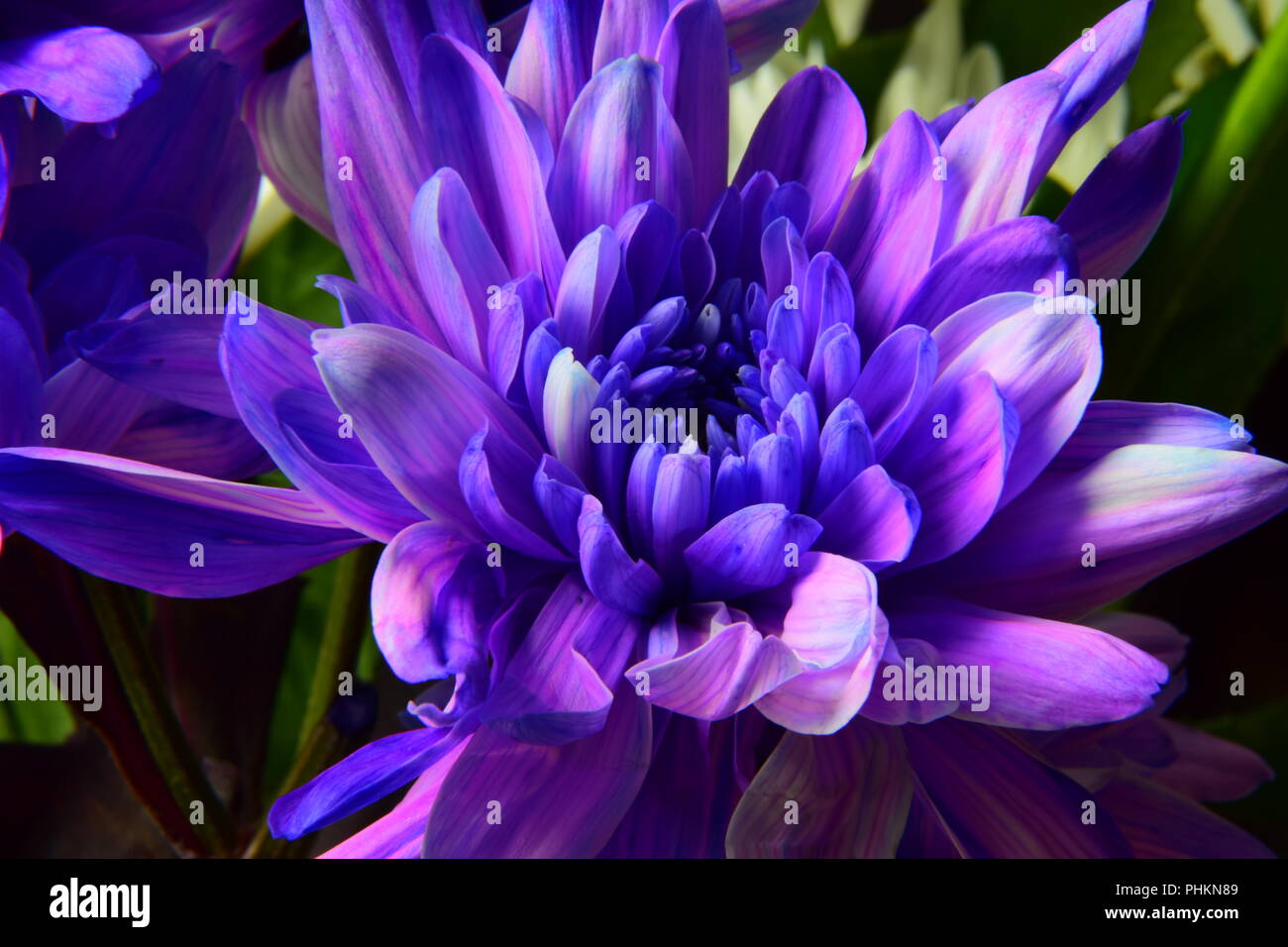 Blau und lila Blütenblätter der Dahlie Stockfoto