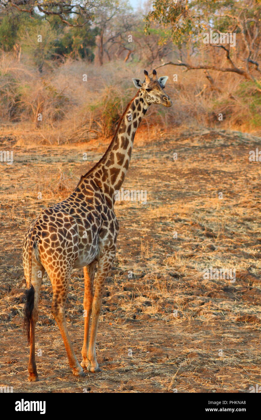 Giraffe im South Luangwa National Park, Sambia Stockfoto