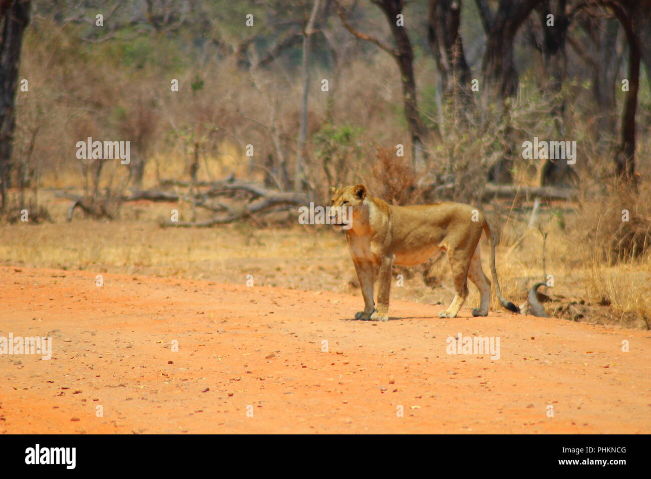 Löwen im South Luangwa National Park, Sambia Stockfoto