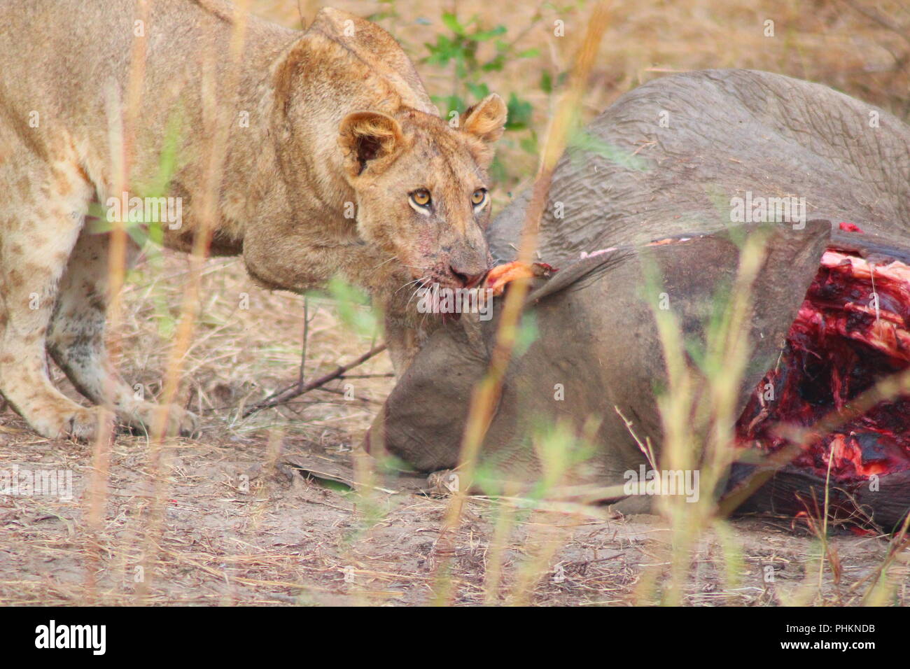 Lions essen von Elephant Leiche in South Luangwa National Park, Sambia Stockfoto