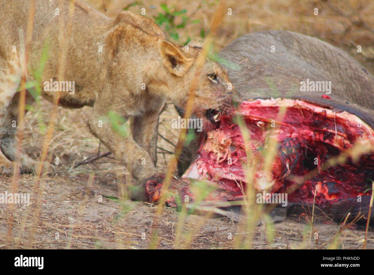 Lions essen von Elephant Leiche in South Luangwa National Park, Sambia Stockfoto