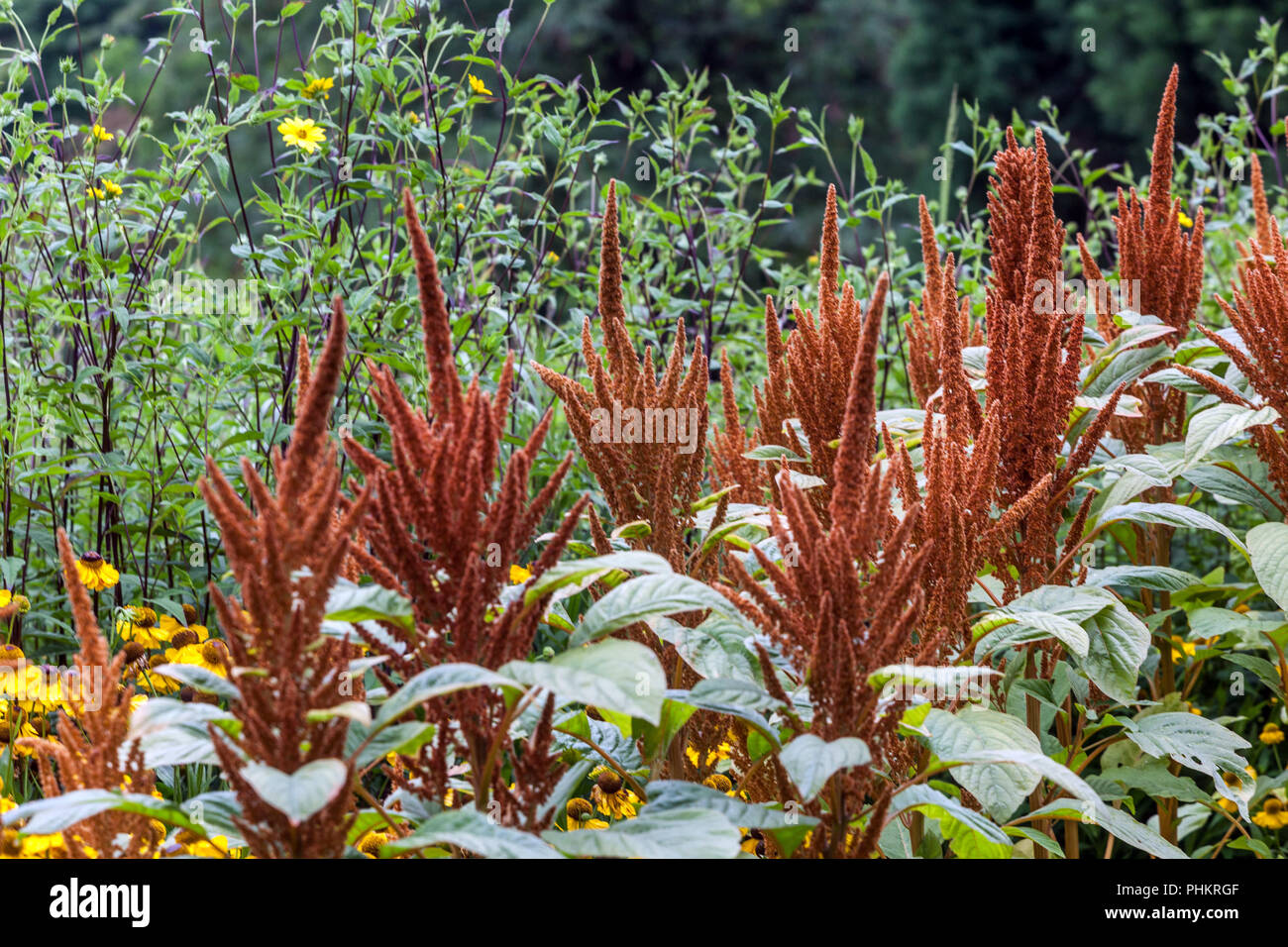 Orange Amaranth Blumen, Amaranthus cruentus 'Hot Biscuits' blüht im Garten Pflanze Grenze Bett Stockfoto