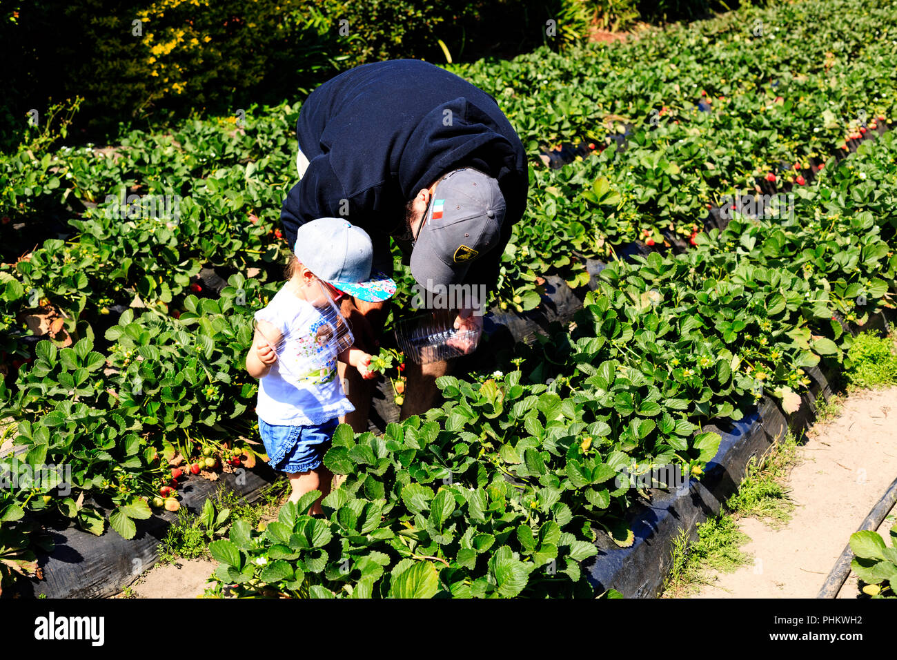 Vater der Lehre ein Kind wie Erdbeeren in der Sunshine Coast Hinterland, Australien abholen Stockfoto