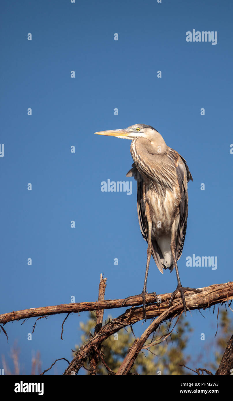 Great Blue heron Ardea Herodias blickt auf den Ozean Stockfoto