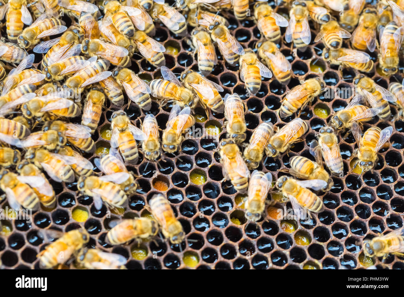 Bienen auf Wabe Stockfoto