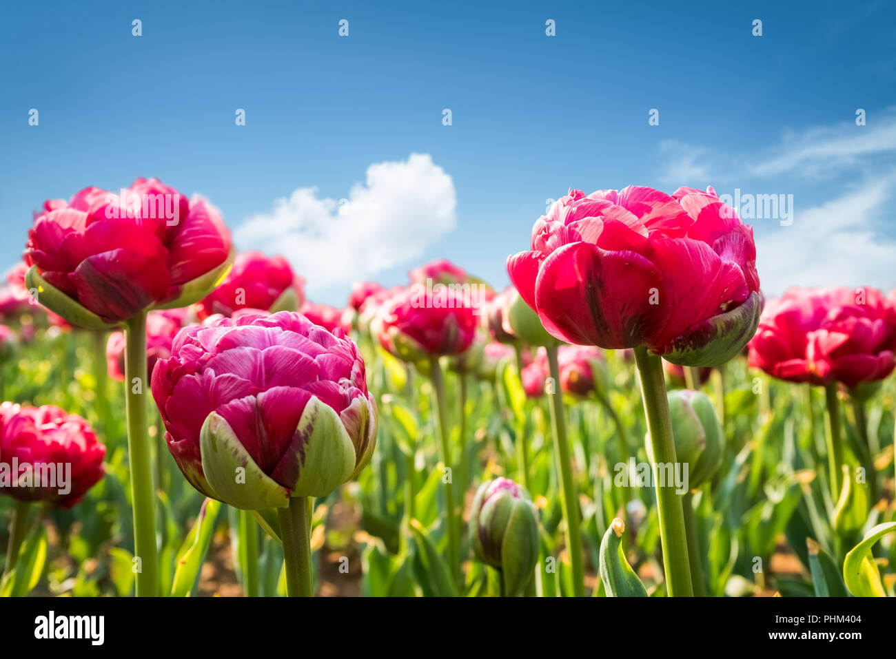Tulpen blühen im Frühling Stockfoto