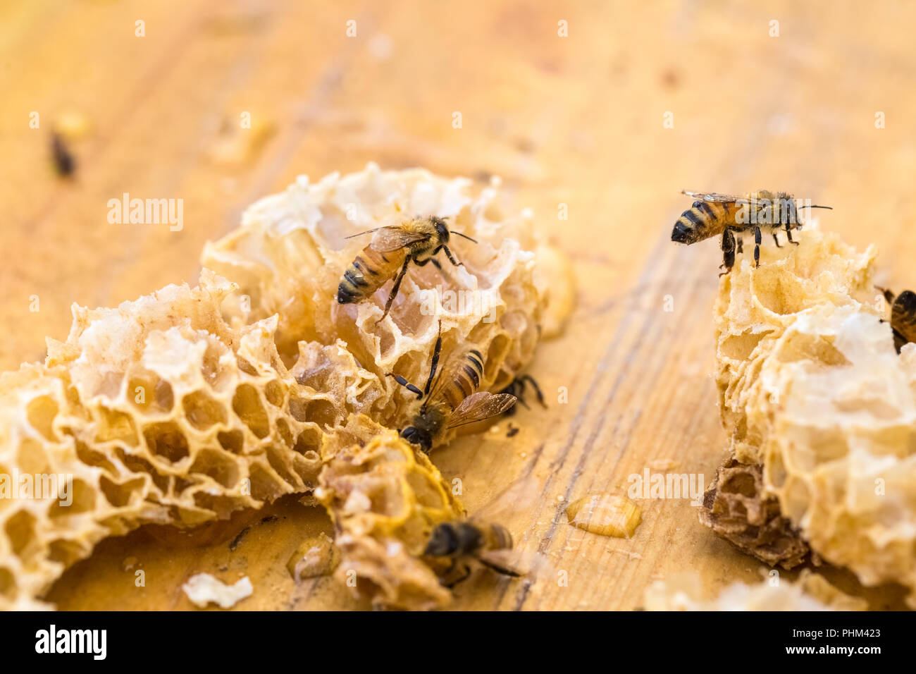 Detailansicht der Bienen auf Wabe Stockfoto