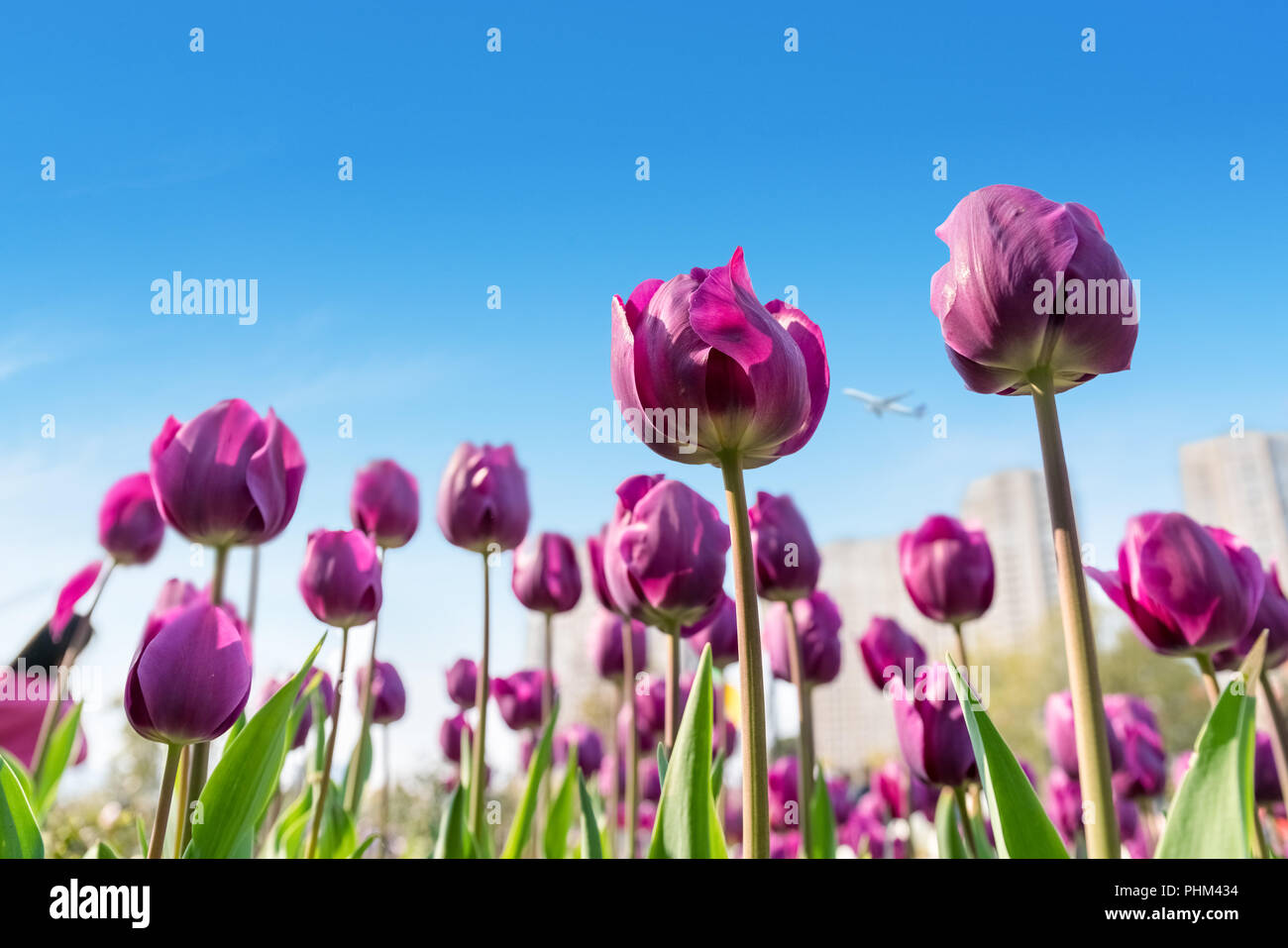Tulpen blühen im Frühling Stockfoto