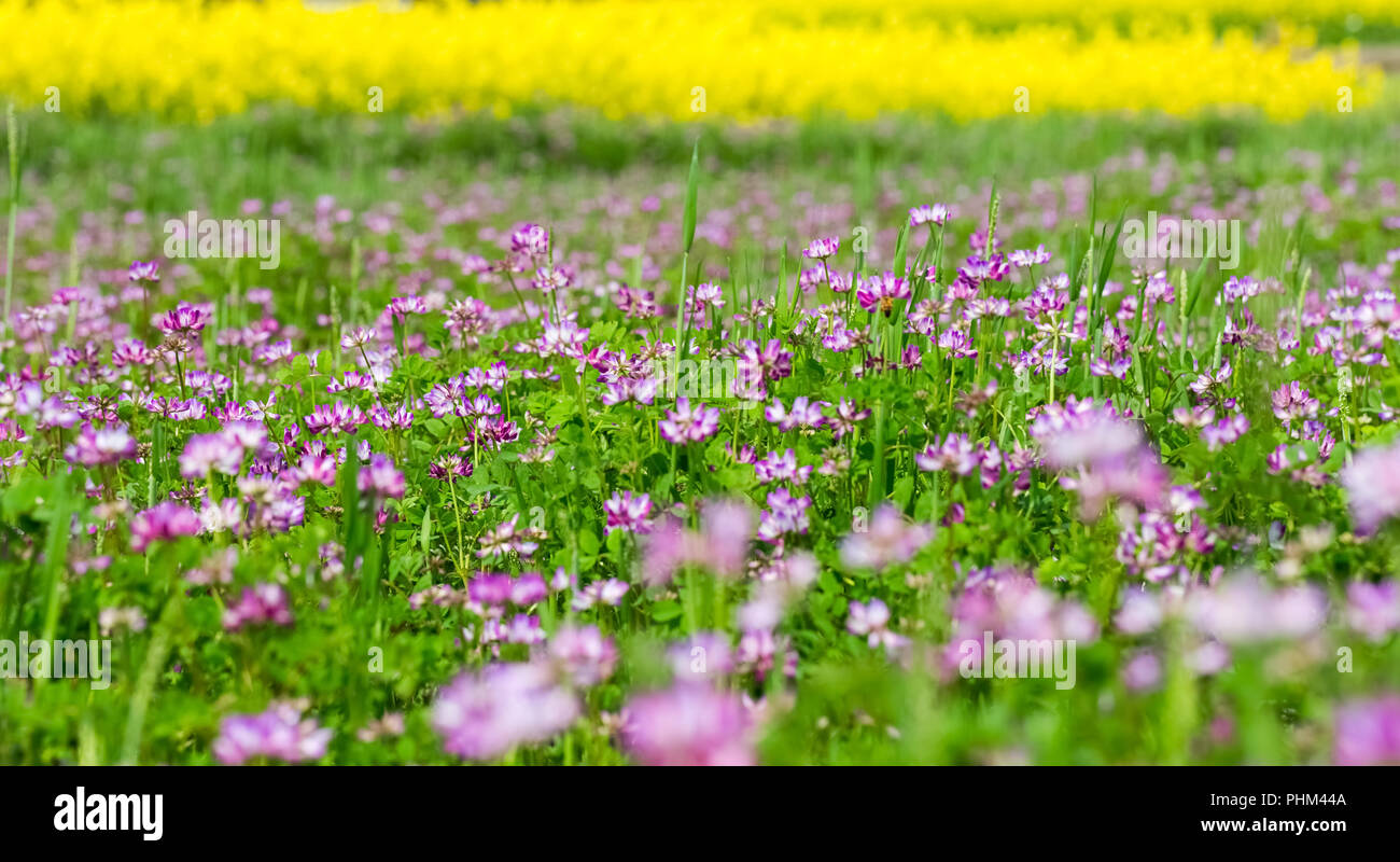 Frühling Hintergrund von astragal sinicus blühenden Stockfoto
