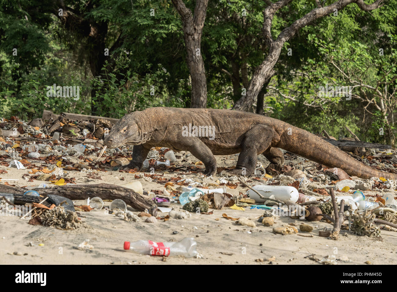 Komodo Dragon mit plastik Müll Stockfoto