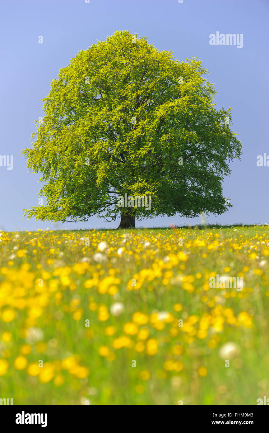 Single big Buche im Feld mit perfekter Baumkrone. Stockfoto